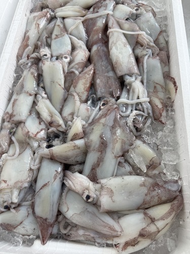 ケンサキイカバラ約5.5kg(巻網)