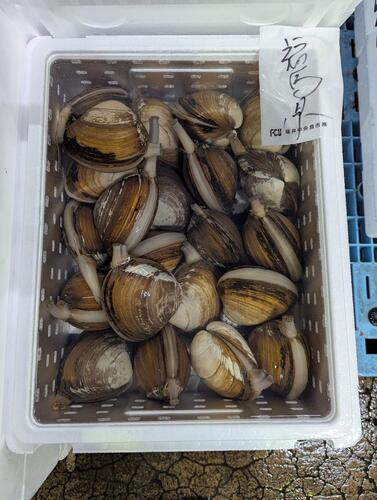 ホッキ貝22入約5kg(沿岸)