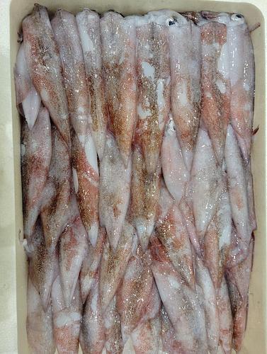 ヤリイカ30/35入位約3kg(定置)