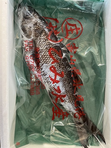 クロムツ1入約1.2kg(巻網)
