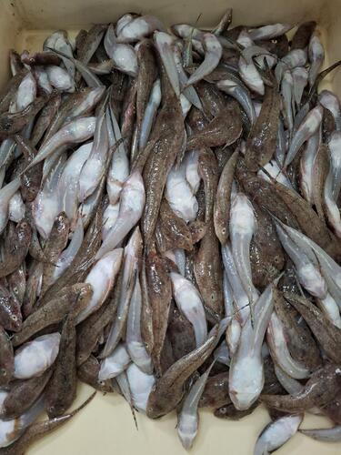 ネズミゴチバラ約5kg(沿岸)