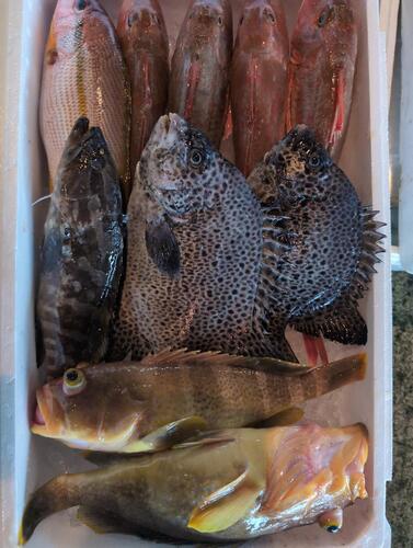 鮮魚BOX10入約4.8kg(釣)