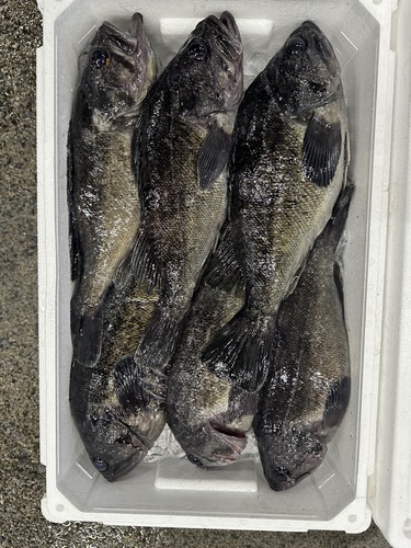 クロソイ6入約5kg(底曳)