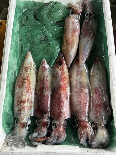 ケンサキイカ7入約2kg(定置)