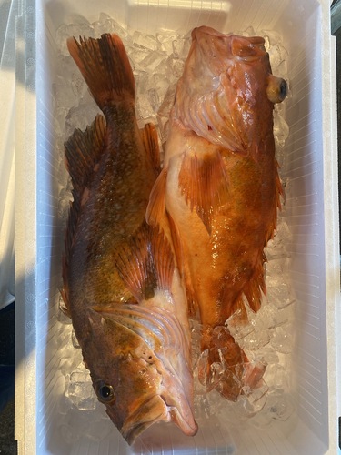 活〆カサゴ2入約3.4kg(釣)