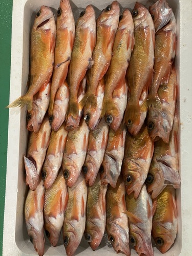 ハツメ28入約5kg(刺網)