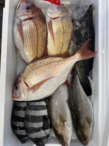 鮮魚BOX約4.8kg(定置)