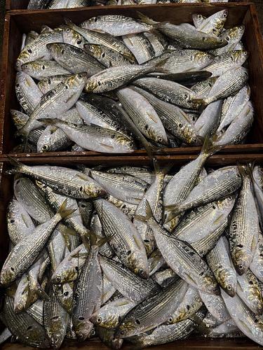 コノシロ(コハダ)120g〜160g約7kg(定置)