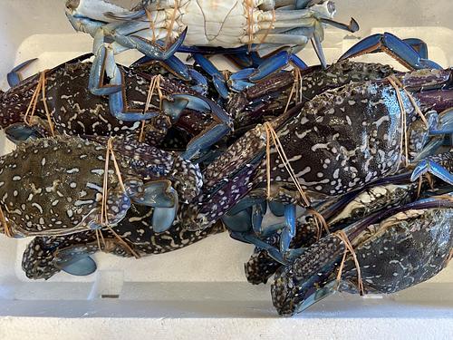ガザミ9入約3.2kg(沿岸)