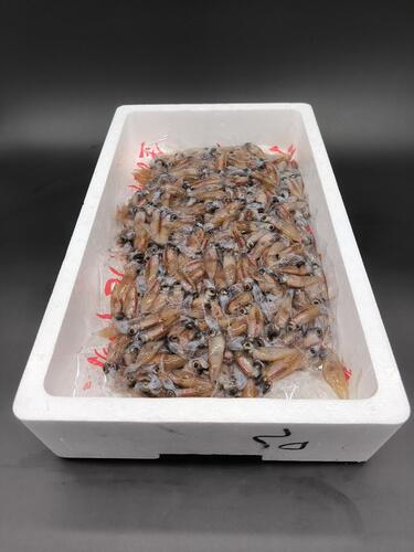 生ホタルイカ約4kg