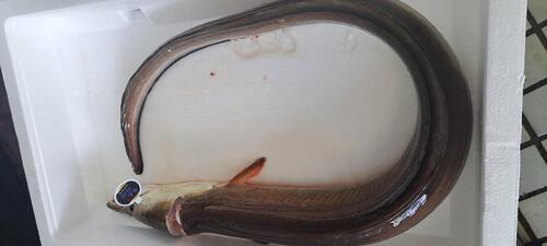 神経〆ハモ中1入約1.1kg(定置)