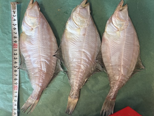 エテガレイ(干物)24入約2.88kg(底曳)