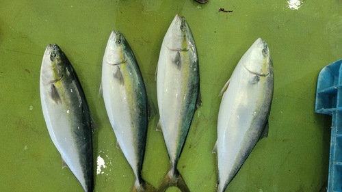 ワラサ10-12キロ台2入約11kg