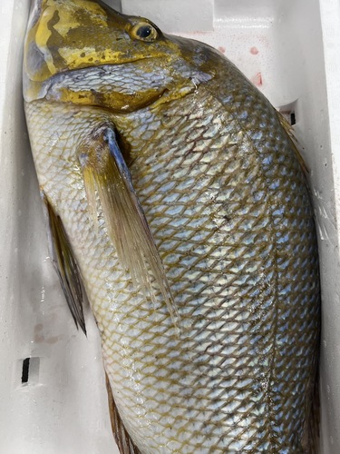 活〆フエダイ(シブダイ)1入約7.2kg(沿岸)