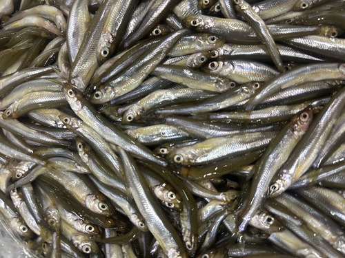 ワカサギ中サイズ約3kg(定置)