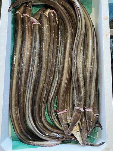 ハモ13入約6kg