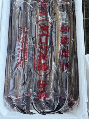 活〆アナゴ13入約4.4kg(カゴ)