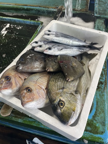 鮮魚BOX約4.9kg(定置)