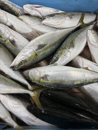 ワラサ3入約9kg(巻網)