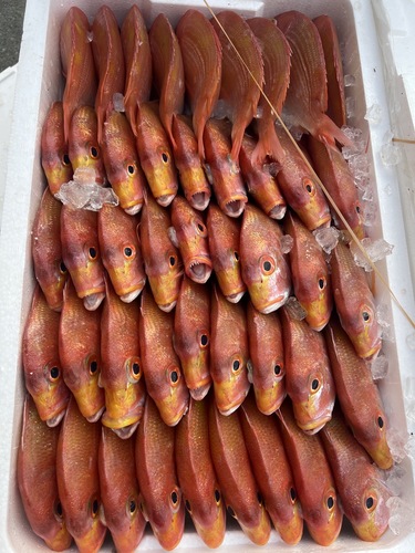 レンコダイ45入約10kg(底曳)