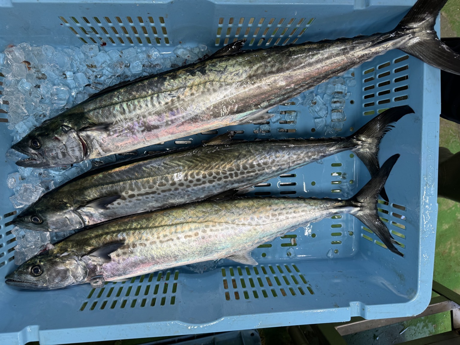 活〆サゴシ3入約5.5kg(釣)【業務用の鮮魚仕入れならウーオ】