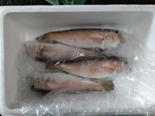 シロアマダイ3入約1.4kg(釣)