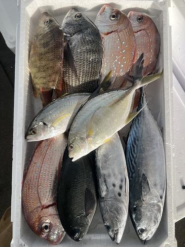 鮮魚BOX約4.9kg(定置)
