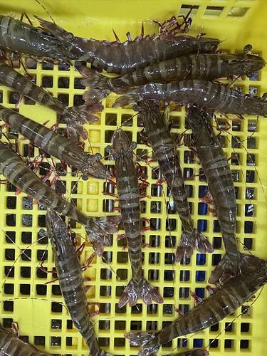 活クマエビ80入約3kg(沿岸)