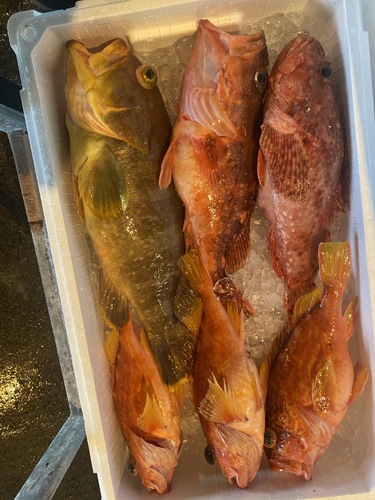 鮮魚BOX6入約3kg(釣)