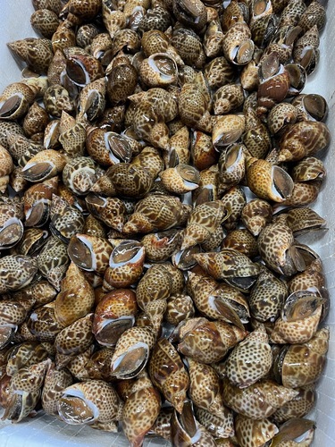 本バイ約5kg(沿岸)