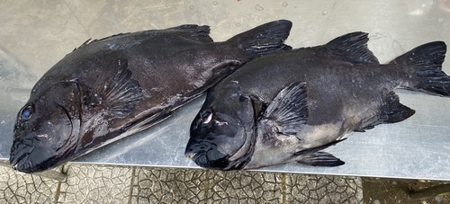 活〆イシダイ2入約6.6kg(銛突)
