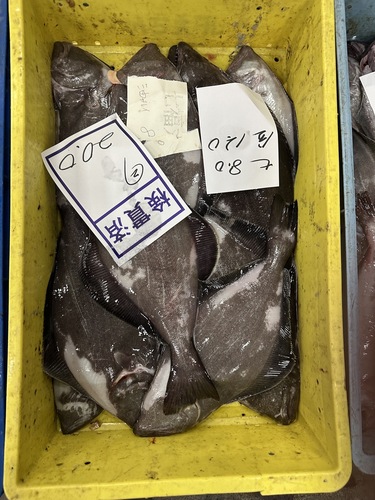 アブラガレイ300-500g約6kg(底曳)