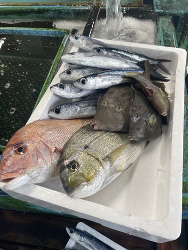 鮮魚BOX約4.4kg(定置)