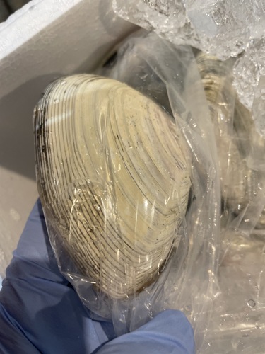 シロガイ大約4kg(沿岸)
