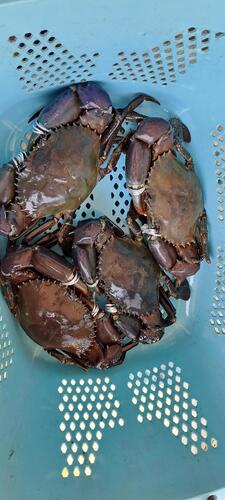 活トゲノコギリガザミ中4入約6kg