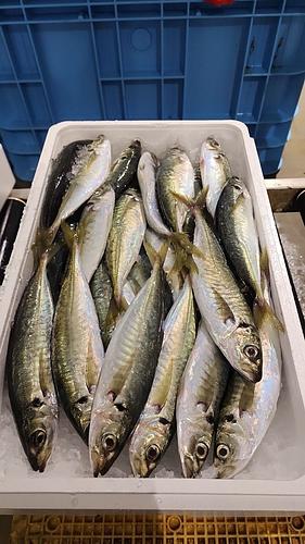 マルアジ20/23入約4kg(小網)