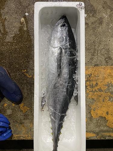 コシナガマグロ1入約8.8kg(定置)