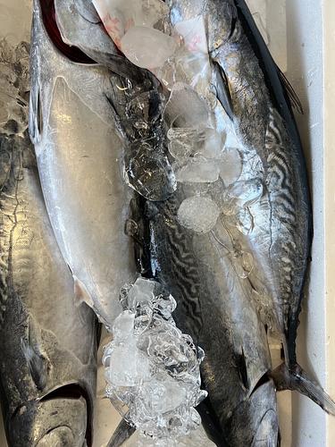 ヒラソウダ4入約4.2kg(定置)