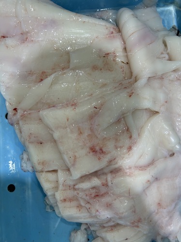 マンボウ約5kg(沿岸)