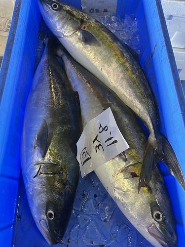 活〆ワラサ4入約12kg(沿岸)