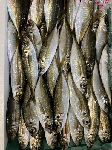 平アジ(釣)