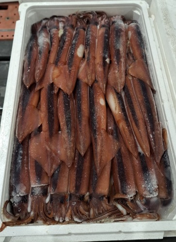 冷凍スルメイカ25入約5kg(釣)