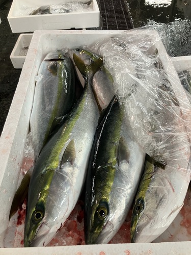 活〆ツバス6入約7.5kg