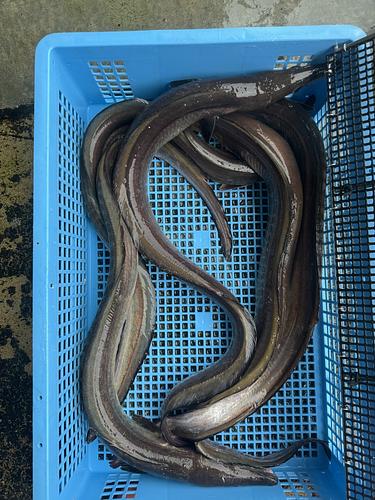 神経〆ハモ5尾前後　5入約9kg(底曳)