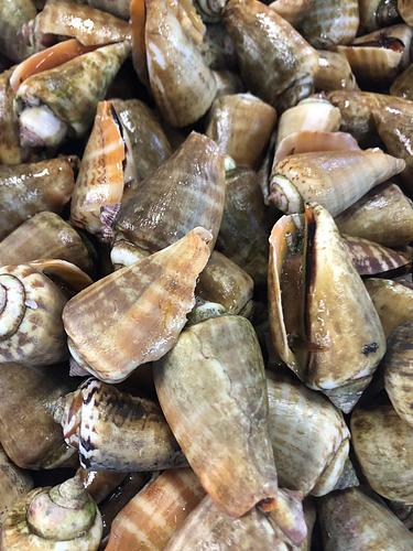 マガキガイ約3kg(沿岸)