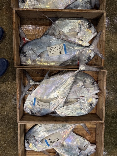 イトヒキアジ6〜7kg2入約6.5kg(定置)