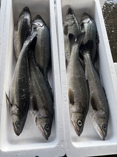 活〆スズキ7-8k台3入約7.5kg(定置)
