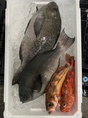 鮮魚BOX約3.3kg(釣)