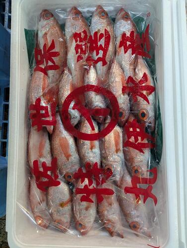 ノドグロ19入約2.5kg(釣)