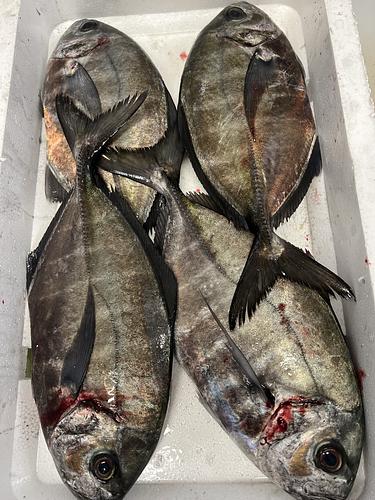 オキアジ4入約3.1kg(定置)